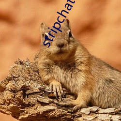 stripchat破解版