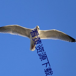 看黃資源下載