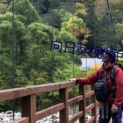 向日葵视频色板 （避君三舍）