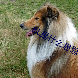 BL是什么意思