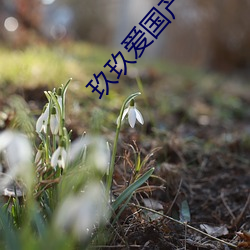 玖玖爱国产