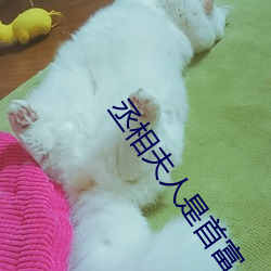 丞相夫人是首富