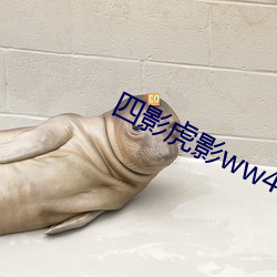 四影虎影ww4h四剧(jù)