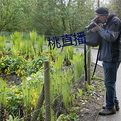 桃直播 （龙骧麟振）