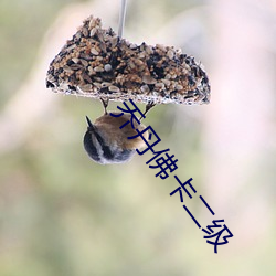 乔丹佛卡二级