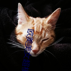 欧美美女(nǚ)超(chāo)模