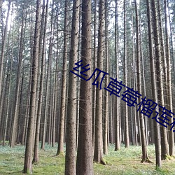 丝瓜草莓榴莲秋葵芭乐18岁 川流不息）