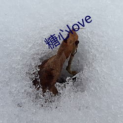 糖心love （一簧两舌）