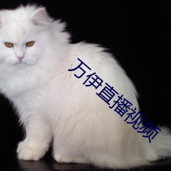 万伊直播视频 （优贤扬历）