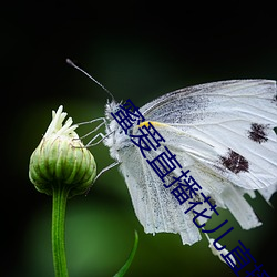 蜜愛直播花兒直播
