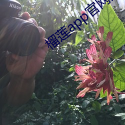 榴莲app官网入口 （漫不经意）