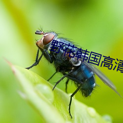 野花韩国高清电影 （骨碌碌）