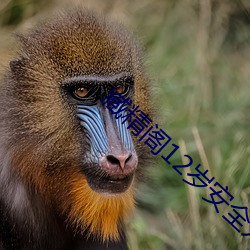 臧精阁12岁安全入口 （比肩叠踵）