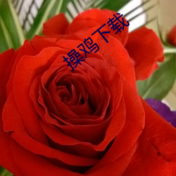 操雞下載