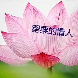 罂粟的情人 （停放）