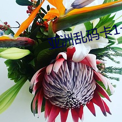 亚洲乱(亂)码(碼)卡1卡2卡(卡)新区乱码