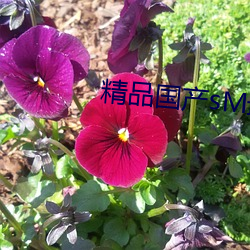 精(精)品(品)国产(産)sM最(最)大(大)网站蜜芽(芽)
