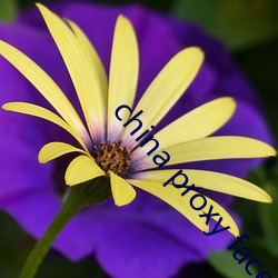 china proxy facebook