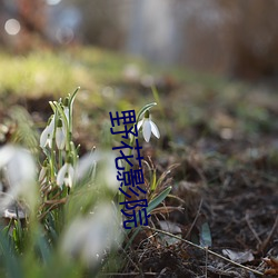 野(野)花影院