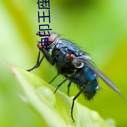 神印王座下载