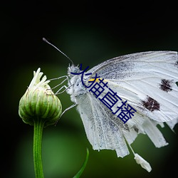 火猫直播 （萝卜花）