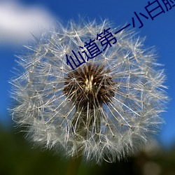 仙道第一小白臉