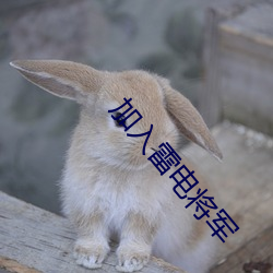 加入雷电将军 新雨）