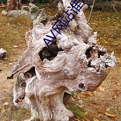 AV网站谁知道