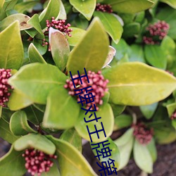 王牌对(duì)王牌第(d��)三(sān)季免费观看