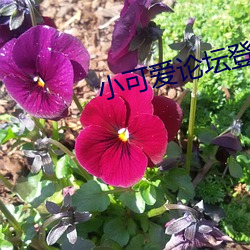 小可爱论坛登(dng)录