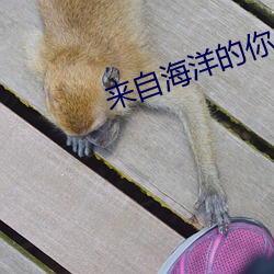 來自海洋的你