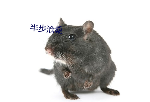 半步(bù)沧桑