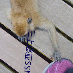 三上悠亚SSNL
