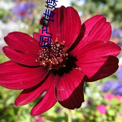國産傳媒MDX