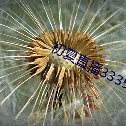 初夏直播3335tv （当仁不让）