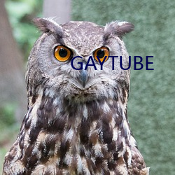 GAYTUBE