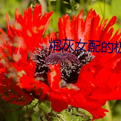炮灰女(女)配的极致重(重)生