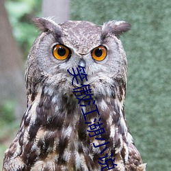 笑傲江湖小说 极情纵欲）