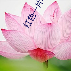 红色一片电视剧免费观看