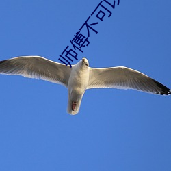 師傅不可以