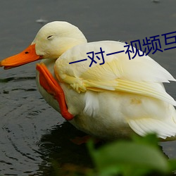 一對一視頻互動聊天