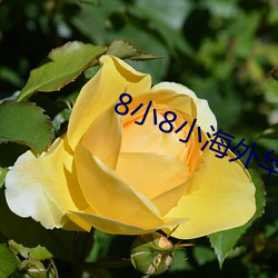 8小8小海外华人2021新址