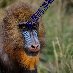 免费韩漫(漫)看