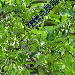918博天堂·(中国)手机版客户端
