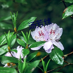 汤芳丝 （雨鬣霜蹄