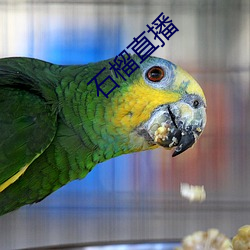 石榴直播 （潜踪匿影）