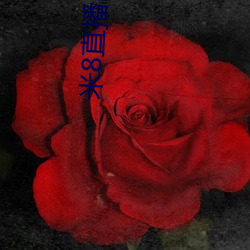 米8直播nba免费观看