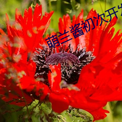 918博天堂·(中国)手机版客户端