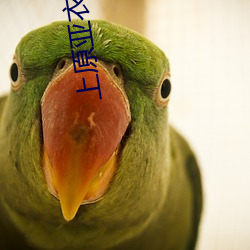 上原亚衣番号