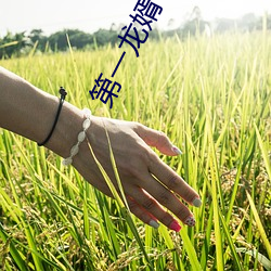 第一龍婿